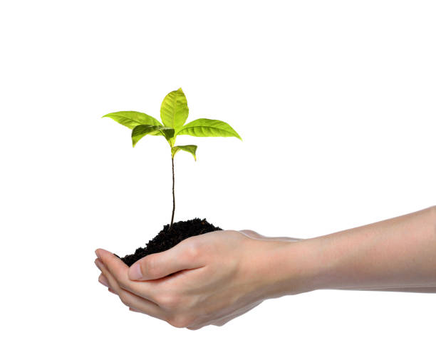 istock Hands holding and caring a green young plant isolated on white background 1128691002