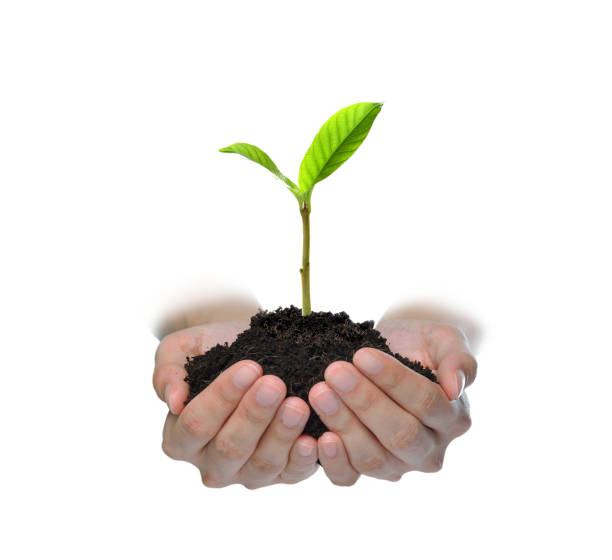 istock Hands holding and caring a green young plant isolated on white background 1128691005