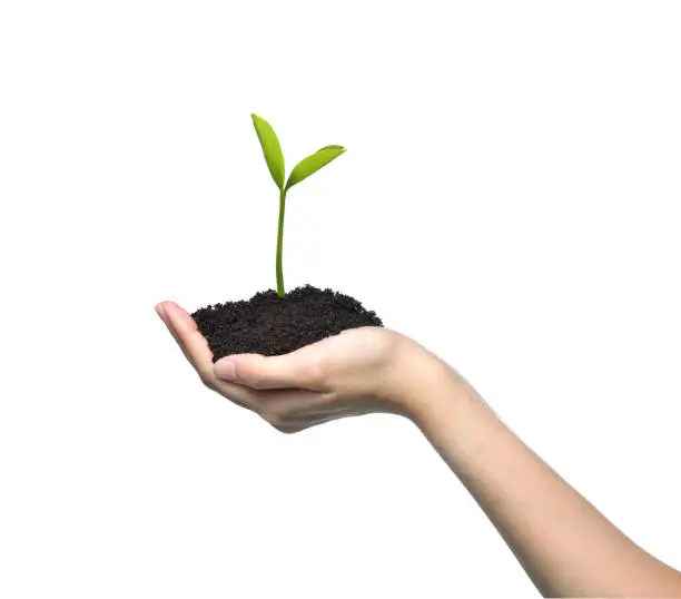 Hand holding and caring a green young plant isolated on white background