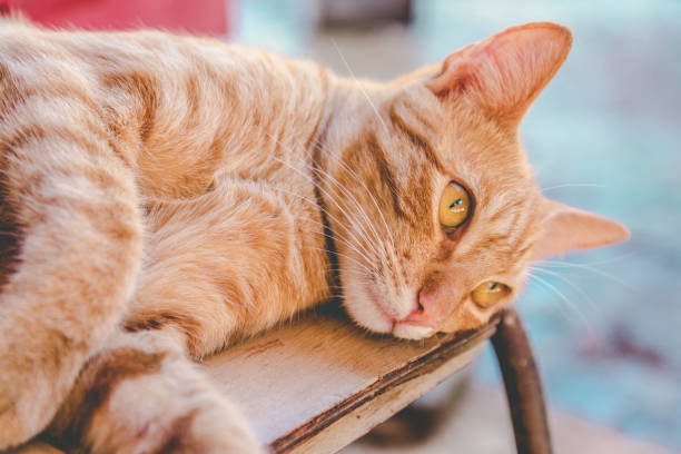 istock Yellow cat laying down on a seat 1128691131