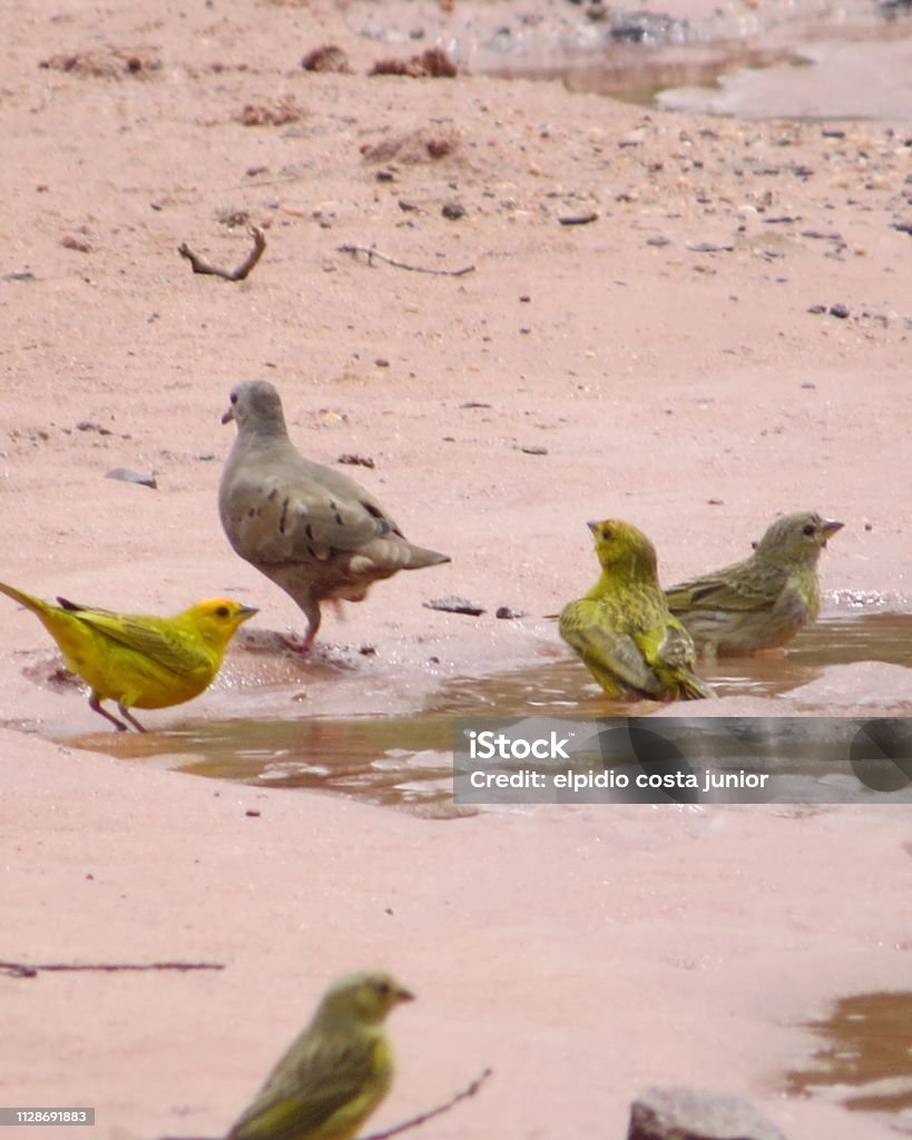 birds taking a shower photos of birds taking a shower Bird Stock Photo