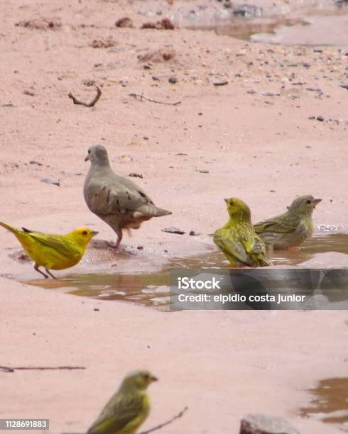 Birds Taking A Shower Stock Photo - Download Image Now - Bird, Brazil, Canary Bird