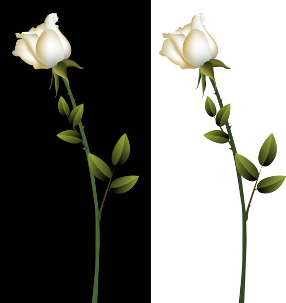 White Rose vector art illustration