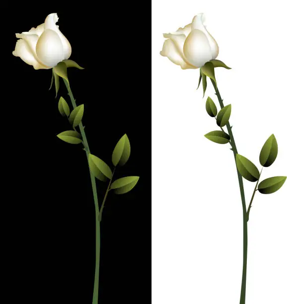 Vector illustration of White Rose