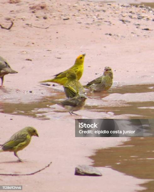 Birds Taking A Shower Stock Photo - Download Image Now - Bird, Brazil, Canary Bird