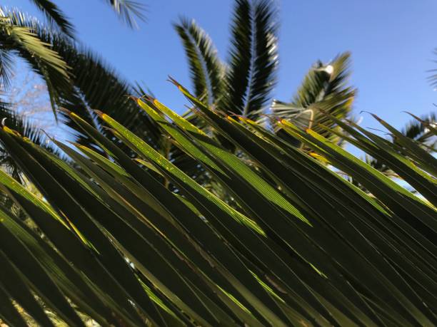 istock Caribbean beach palm tree green branches on summer blue sky background 1128693423
