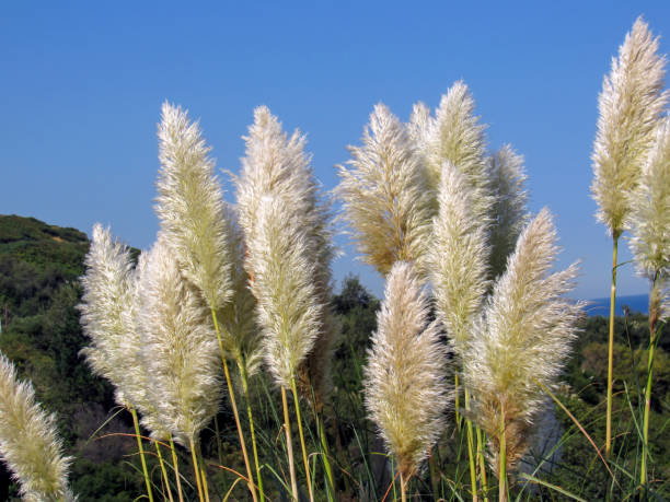 istock Beautiful fluffy grass flowers and blue sky 1128693527