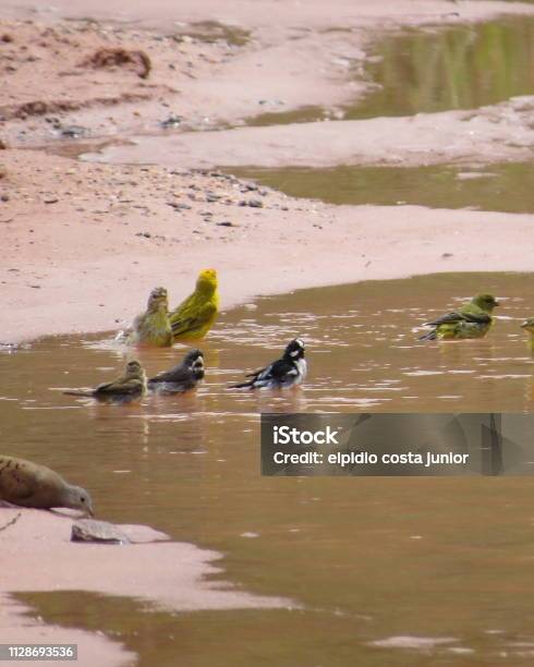 Birds Taking A Shower Stock Photo - Download Image Now - Bird, Brazil, Canary Bird