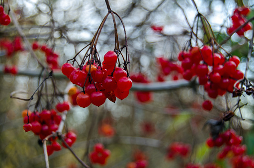 The bright red berries of woody nightshade, also known as bittersweet and Solanum dulcamara.  This wild hedgerow plant produces berries in the autumn which are toxic to humans.  Woodland, Hampshire.