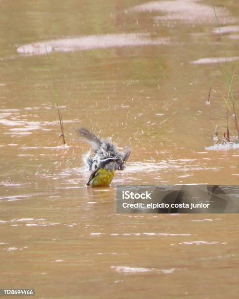 Birds Taking A Shower Stock Photo - Download Image Now - Bird, Brazil, Canary Bird