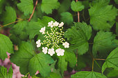 white-forest-blume-von-oben.jpg?b=1&s=170x170&k=20&c=UJsXkvi9BNYeFVL6q77WZlGQ_xzzsD6YDN0GwvHwYqo=