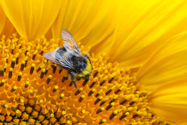 istock Close up view on a bumblebee, collecting nectar on the sunflower with copy space 1128694686