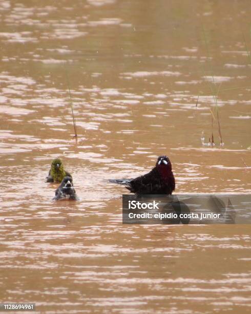 Birds Taking A Shower Stock Photo - Download Image Now - Bird, Brazil, Canary Bird