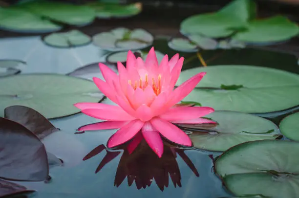 pink lotus flower in pond in the dark tone with sunlight. aquatic waterlily nature flower background.