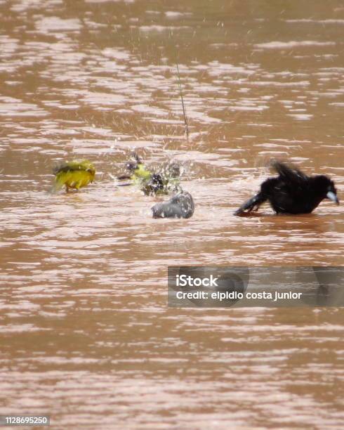 Birds Taking A Shower Stock Photo - Download Image Now - Bird, Brazil, Canary Bird