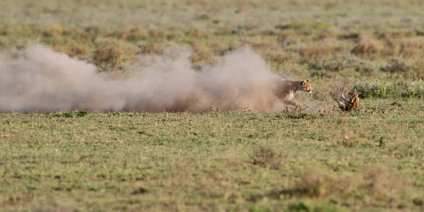 istock Cheetah female chase young Tompson gazelle 1128696851