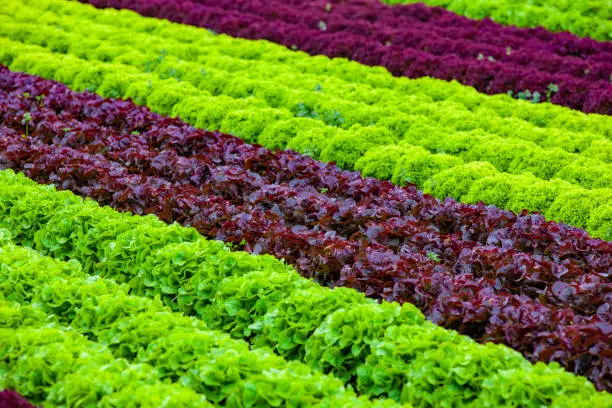 Green Salad Field