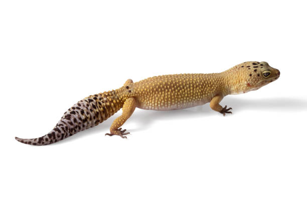 istock Eublepharis. Yellow gray gecko, close-up on isolated a white background 1128698806