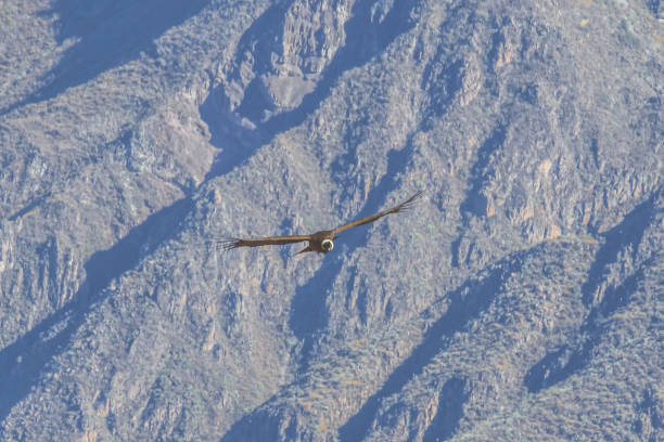 istock Condor, flying on the background of mountains 1128699724