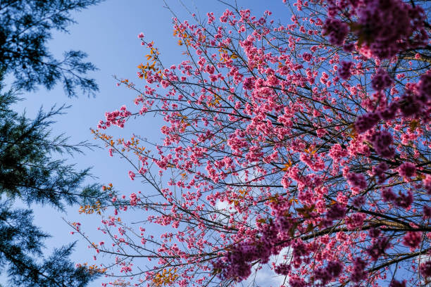 istock branch of Sakura tree with sky defocus foreground pink Sakura flower 1128702215