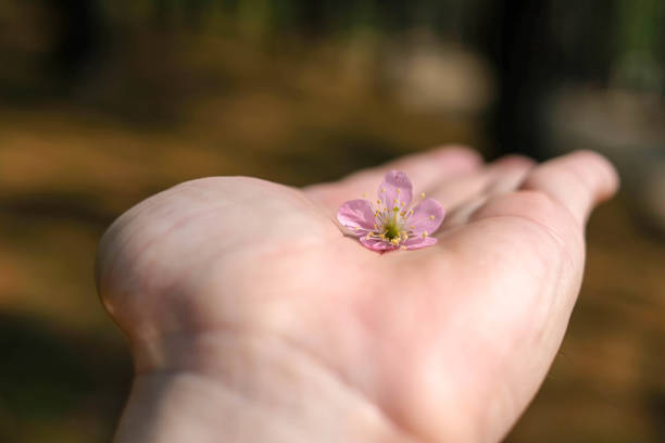 istock close up sakura flower lay on blured hand 1128702308