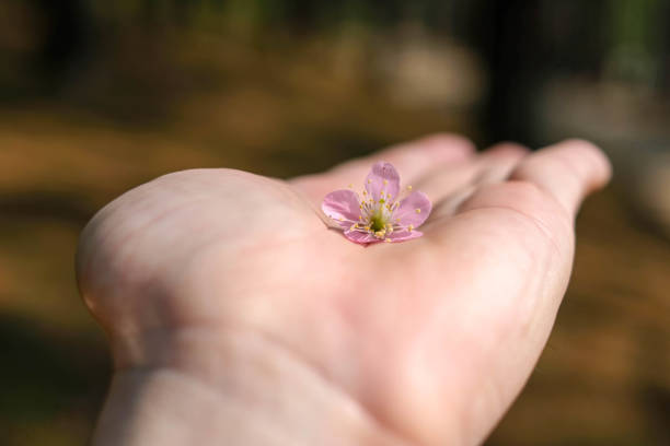 istock close up sakura flower lay on hand 1128702475