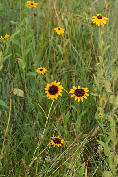 istock Black Eyed Susan Flowers in Field 1128702771