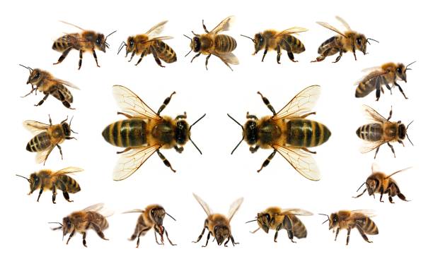 istock bee or honeybee isolated on the white background 1128705188