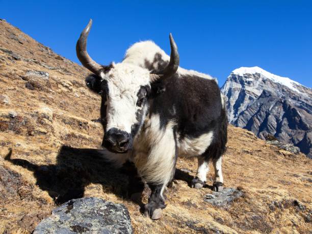 istock Black and white yak on the way to Everest base camp 1128705577