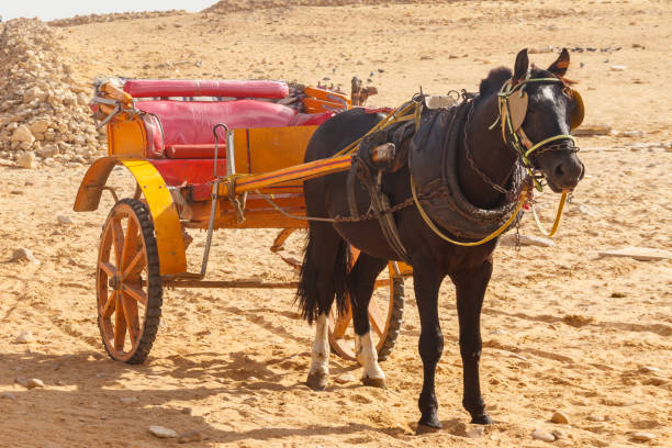 istock Horse chariot in desert 1128706282