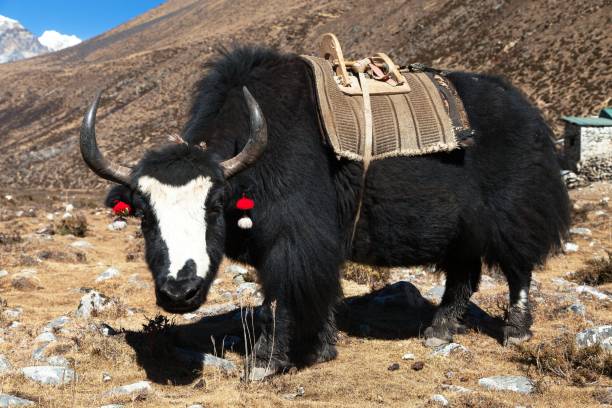 istock Black yak on the way to Everest base camp - Nepal 1128708776