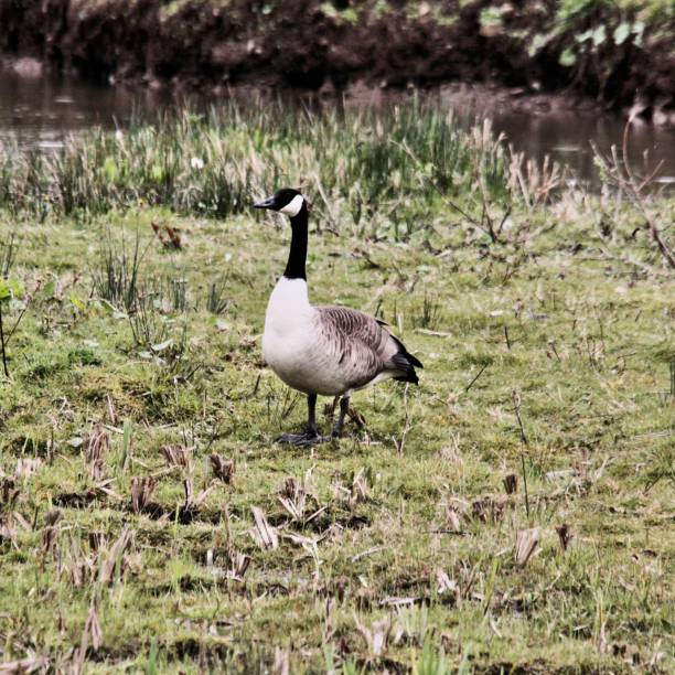 istock A view of a Canada Goose 1128710998