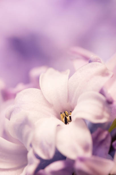 istock Hyacinthus flowers close up, 1128711008
