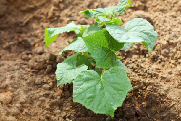 istock Cucumber plant growing in a garden bed . 1128711506