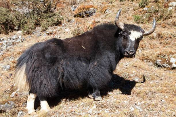 istock Black yak on the way to Everest base camp - Nepal 1128712392