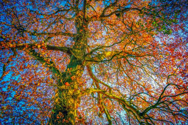 Picture shows some leaves and trees in autumn.