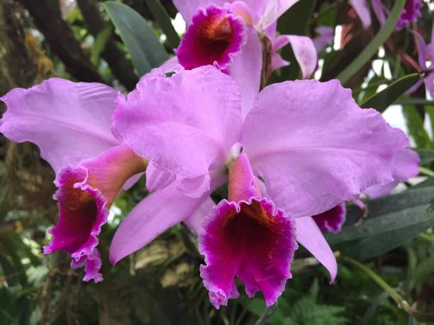 istock Close up of pink orchid blossom 1128713164