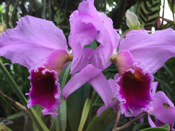 istock Close up of pink orchid blossom 1128713174