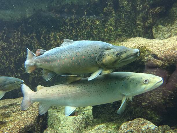 sous-marin de truites brunes et saumons du danube - saltwater fish freshwater fish pond sturgeon photos et images de collection