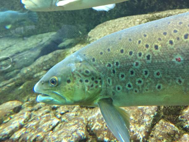 istock Underwater brown trout and Danube salmon 1128713860