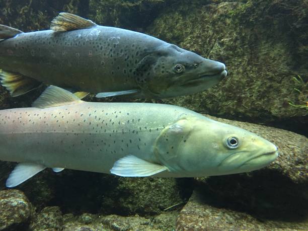 sous-marin de truites brunes et saumons du danube - saltwater fish freshwater fish pond sturgeon photos et images de collection