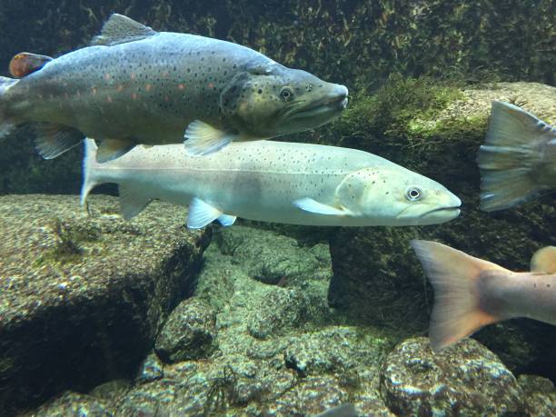 sous-marin de truites brunes et saumons du danube - saltwater fish freshwater fish pond sturgeon photos et images de collection