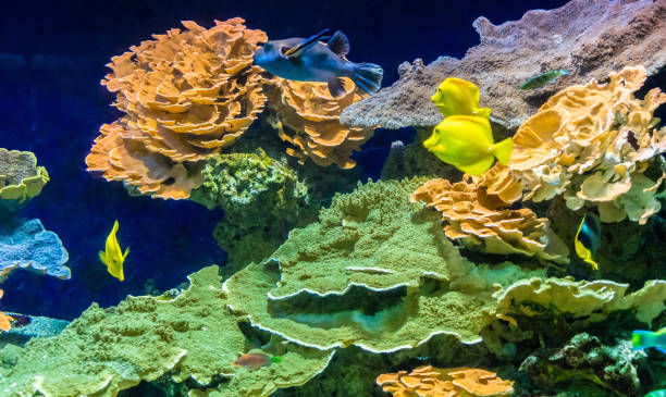 Tropical colour fish and coral reef Clear underwater with tropical colour fish and coral reef  Wonders of the Maldives stock pictures, royalty-free photos & images