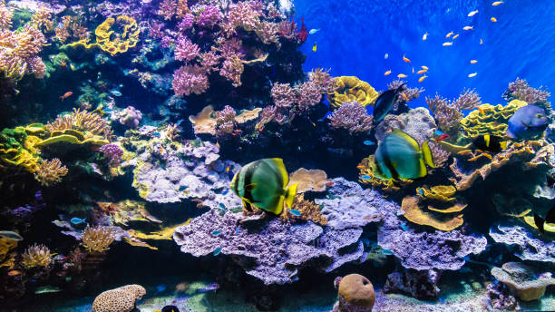 istock Tropical colour fish and coral reef 1128714236