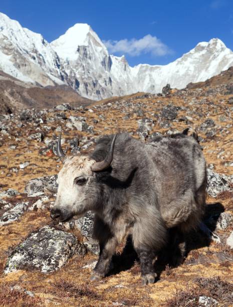 istock Yak, and mount Pumo ri - Nepal himalayas mountains 1128714307