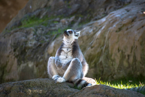 A ring-tailed lemur with it’s tail around itself