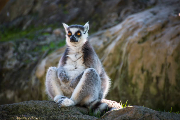 istock cool young cat lemur, Madagascar Lemur catta 1128714734