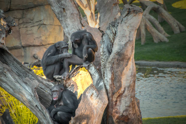 Composite depicting Forlorn Gorilla comforted by Bonobo pals.