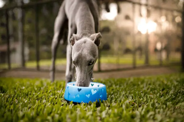 Photo of Dog drinking water