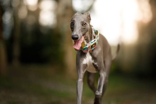 perro whippet corriendo - galgo inglés fotografías e imágenes de stock